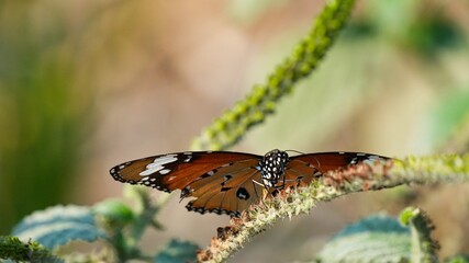Beautiful Plain Tiger Butterfly or Danaus chrysippus perched on a green plant stem in a sunny garden with blurred natural background, showing its orange wings with black and white spot patterns © Silmiart