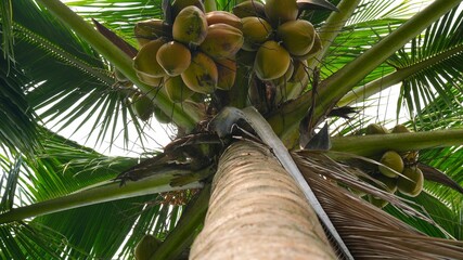 A low angle perspective looking up the trunk of a tropical coconut palm tree, Cocos nucifera, bearing heavy bunches of green and yellow coconuts under vibrant green fronds in a sunny plantation. © Silmiart