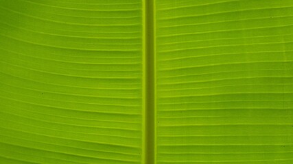 Macro shot of a fresh green banana leaf texture featuring detailed parallel veins and a central midrib, creating a natural abstract background with organic patterns and vibrant tropical colors. © Silmiart