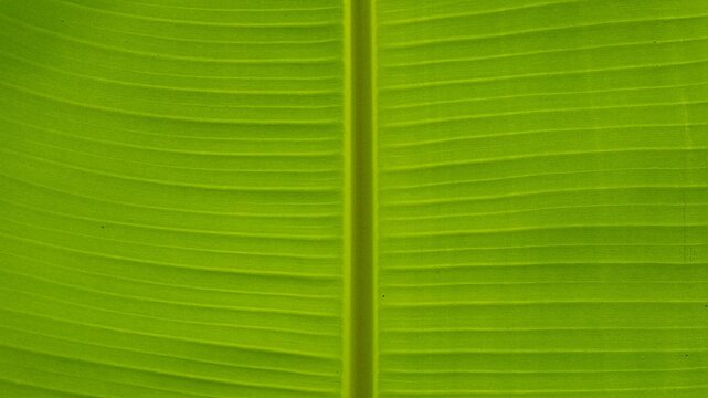 Macro shot of a fresh green banana leaf texture featuring detailed parallel veins and a central midrib, creating a natural abstract background with organic patterns and vibrant tropical colors.