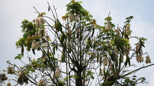 Kapok tree or Ceiba pentandra also known as the Java cotton tree with ripe green seed pods and white fluffy silk-cotton fibers hanging from branches against a bright overcast sky background.