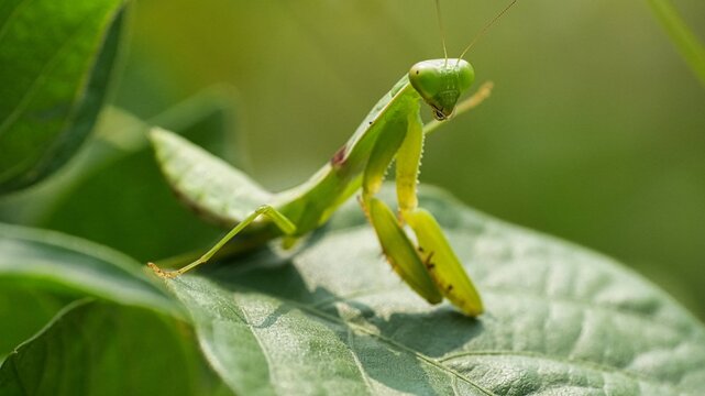 Close-up macro shot of a vibrant green praying mantis resting on a lush leaf in its natural outdoor habitat, showcasing the detailed anatomy, large eyes, and predatory stance of the insect.