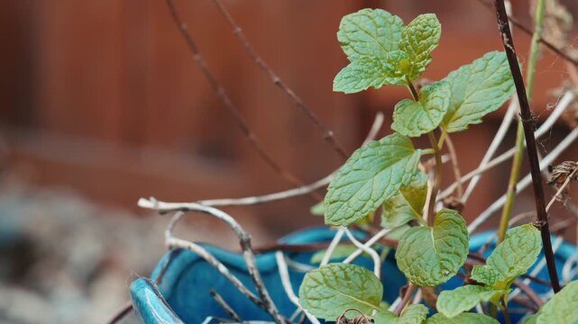 Fresh Green Mint Plant Growing in Blue Outdoor Planter