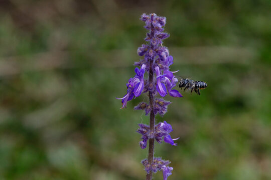 Native Australian Leafcutter Bee (Megachile sp.) Hovering in Flight Near Purple Plectranthus Flower Cluster with Copy Space