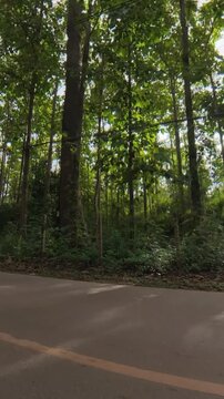 Vertical footage of lush tropical forest beside a quiet rural road, with sunlight filtering through dense trees and a chevron warning sign at the roadside.