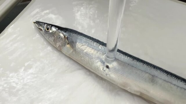 調理前のサンマを流水で洗う下ごしらえ