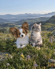 Fototapeta premium Adorable Long Eared Papillon Puppy and Cute Grey Kitten Sitting Together on Mountain Top Overlooking Scenic Valley Nature Wallpaper 