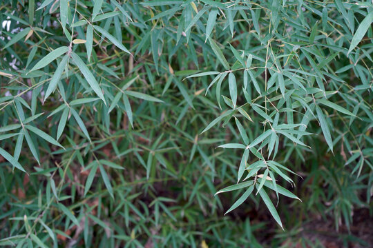 Close-up view of green bamboo leaves in natural environment