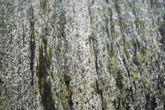 Close-up view of textured surface with lichen and cracks