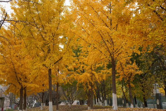Golden Ginkgo Trees in Autumn Park with Vibrant Foliage