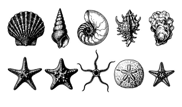 Antique Marine Natural History Engravings, Detailed Seashell and Starfish Vector Set