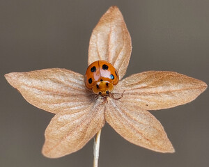 A colorful ladybug (Harmonia axyridis) or Asian lady beetle on a dried flower with star-shaped petal. © Lauren