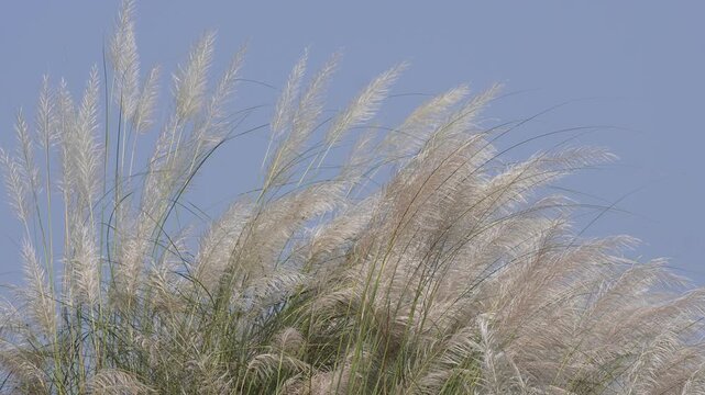Kans grass blooming against a clear blue sky