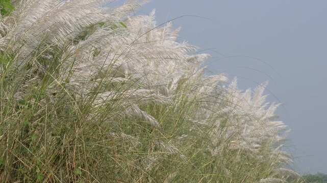 White kans grass blooming in the wild