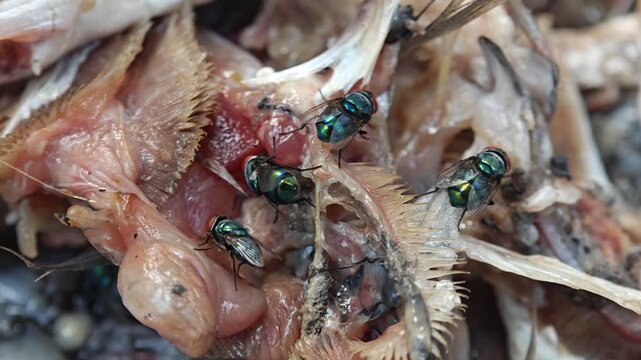 Macro shot of metallic green blowflies insect are swarming and feeding on decaying fish remains
