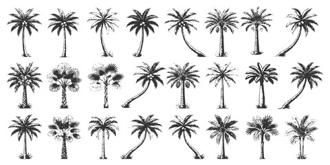 Naklejka premium Tropical palm tree silhouettes set summer beach exotic nature elements collection vector illustration graphic design.