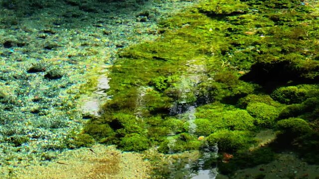 水底の砂やコケの間からこんこんと水が湧き出る神秘的な白川水源