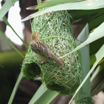 Baya Weaver Weaving a Nest Hidden Among Leaves