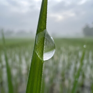 Clear dewdrop on green grass blade in morning field.