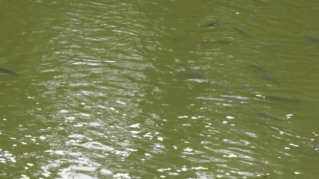 Freshwater fish swimming near the surface of green pond water