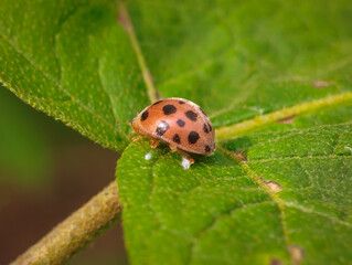 Macro photograph of a spotted ladybug crawling on a bright green leaf. Close-up view of a ladybird beetle in nature, featuring vivid colors, natural lighting, and detailed insect biology.   © Muhammad