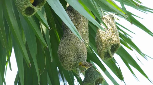 Baya Weaver is working on a duplex nest