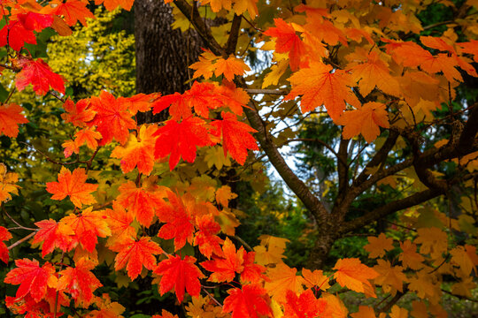 Vibrant colors autumn foliage close-up