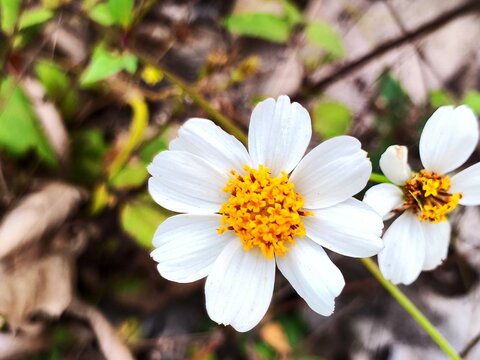 *Bidens pilosa* has pure white petals and spreading ray florets