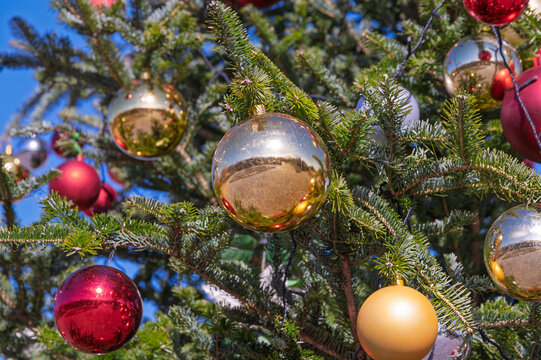 Close up of vibrant gold and red bauble ornaments hanging on green Christmas tree branch under clear blue sky in winter season