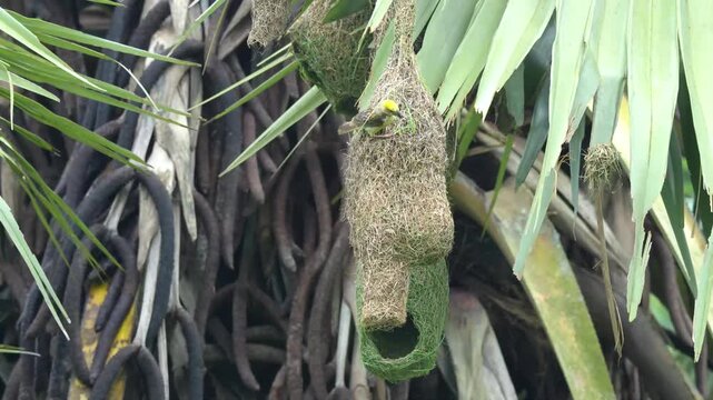 Baya Weaver Maintaining and Strengthening an Active Two-Storey Nest