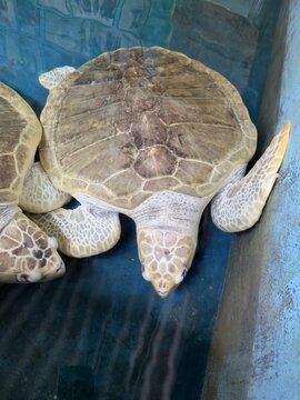 High-angle top view of a pale-colored green sea turtle resting in a rescue center pool, showing detailed shell patterns