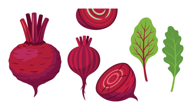 Fresh beetroot flat vector set with whole cut sliced beets and green chard leaves isolated on white background for food illustration