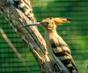 Eurasian or common hoopoe (Upupa epops) bird © Petr