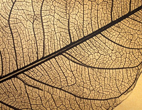 Detailed close-up of an intricate leaf skeleton showing network of veins and delicate structure