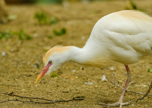 western cattle egret (Bubulcus ibis)