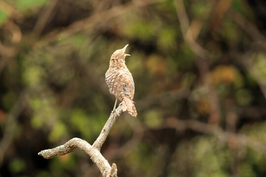 The fasciated wren (Campylorhynchus fasciatus pallescens) is a species of bird in the family Troglodytidae. This photo was taken in North Peru.