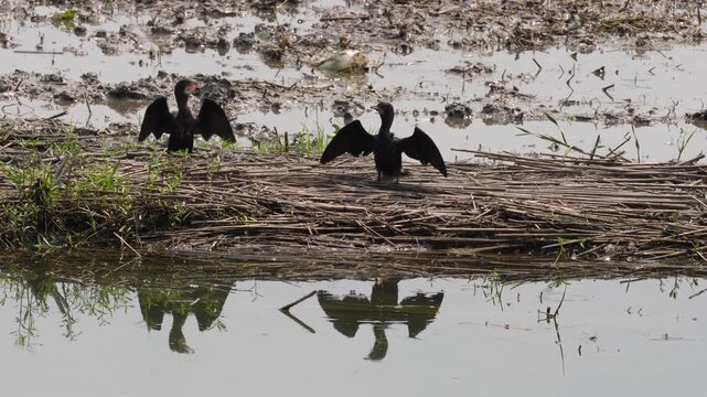 Cormorants perched with their wings spread out to dry near a body of water.