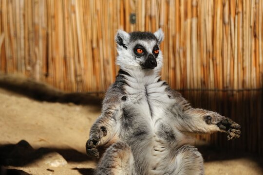 Ring-tailed lemur sitting in a sunlit enclosure with bamboo background