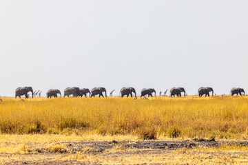 A herd of Savannah Elephants (Loxodonta africana) interspersed with Southern African Giraffes (Giraffa camelopardalis giraffa) cross the savannah grass on a sweltering day in Savuti, Botswana © FaerOut