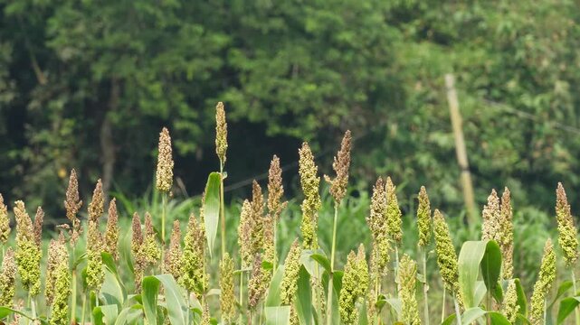 Dense sorghum crop field with mature grain heads