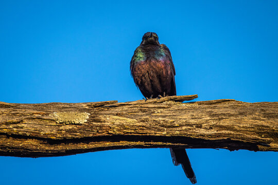 Savannah Meves's Starling (Lamprotornis mevesii mevesii), perched and looking down from above, Moremi Game Reserve, Botswana