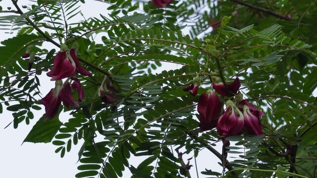 Red agati flowers blooming on the hummingbird tree