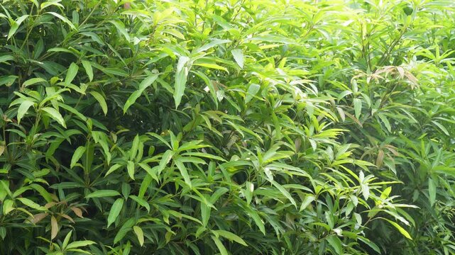 Lush green mango tree foliage in natural sunlight