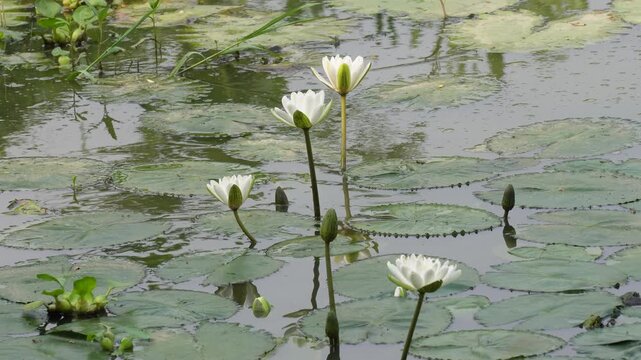 White water lily flowers blooming in a pond