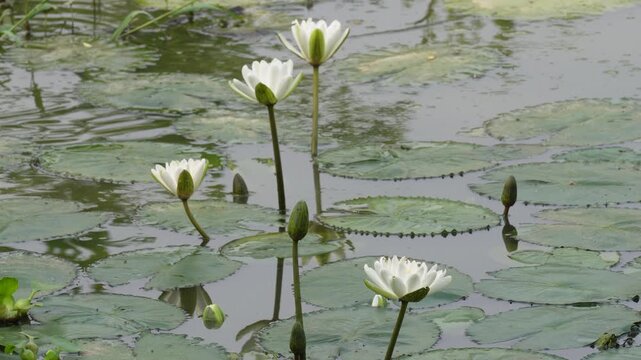 Water lily flowers blooming in a freshwater pond
