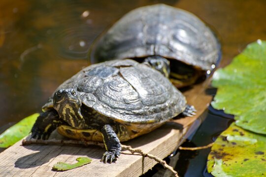 Two freshwater turtles resting on a wooden plank
