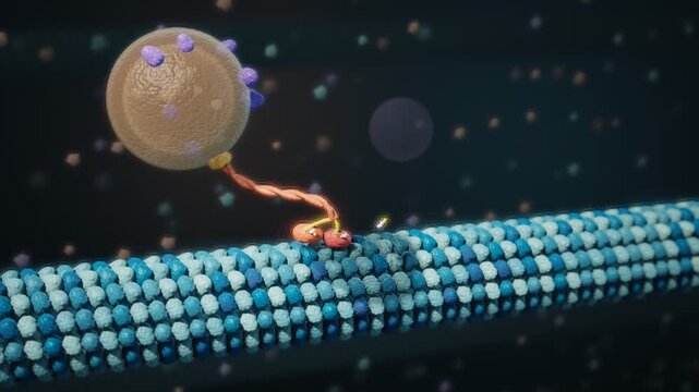 Kinesin Motor Protein Walking Along Microtubule Carrying Vesicle Seamless Loop
