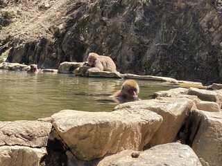  Bathing Japanese Monkey relaxing in a hot spring in Japan © wagamama JP