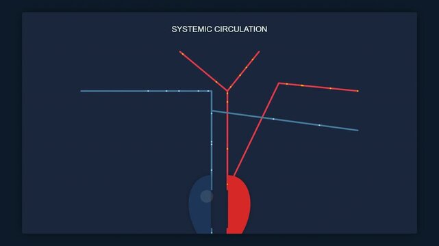 Animated Systemic Circulation Diagram Blood Flow in Arteries and Veins
