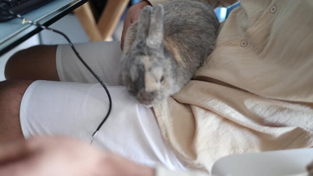 domestic rabbit pet damaged house cable. Wire Defective, Ground wire was bitten by rabbit.